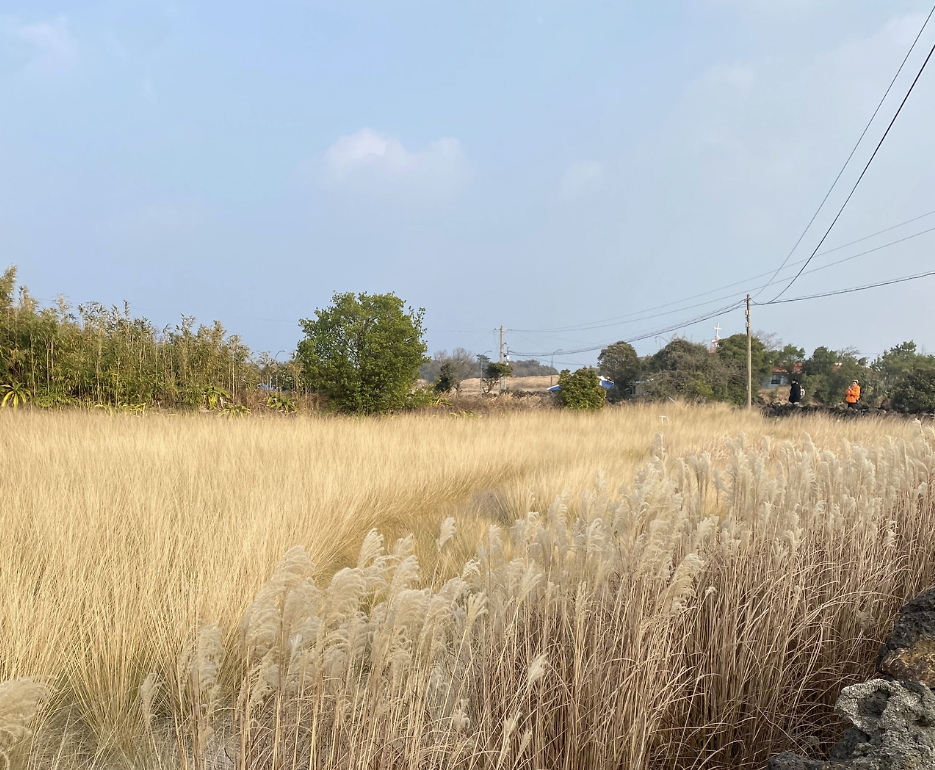 월정리 올레길 가는 길